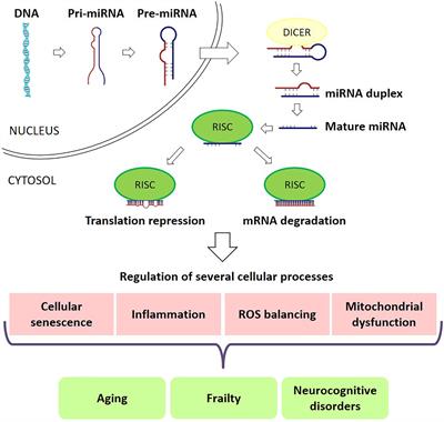 The Potential Role of miRNAs in Cognitive Frailty